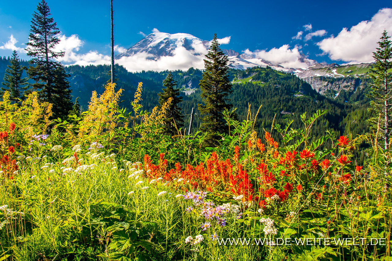 Mt.-Rainier-and-Wildflowers-Stevens-Canyon-Road-Mt.-Rainier-National-Park-Washington-4 Mount Rainier National Park [Washington]