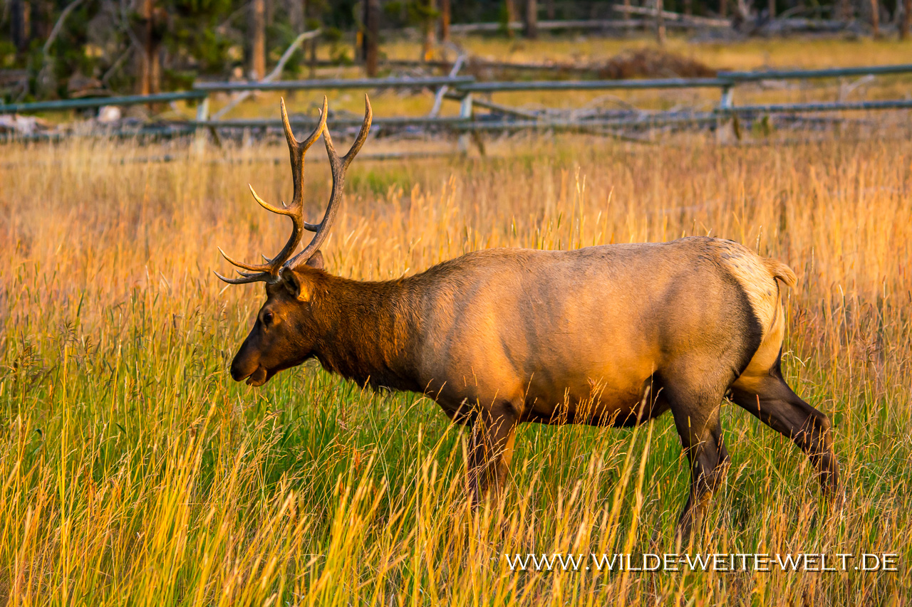 Bisons-Lamar-Valley-Yellowstone-National-Park-Wyoming-27 Yellowstone National Park: Wildlife / Bison, Pronghorn, Wapiti [Wyoming]
