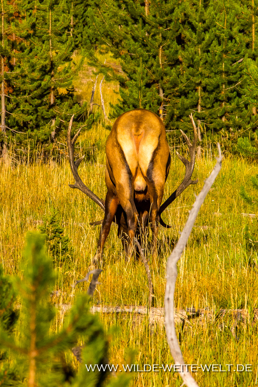 Bisons-Lamar-Valley-Yellowstone-National-Park-Wyoming-27 Yellowstone National Park: Wildlife / Bison, Pronghorn, Wapiti [Wyoming]