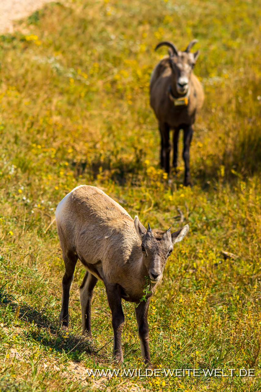 Bighorn-Sheeps-Custer-State-Park-South-Dakota-6 Bighorn Sheep / Dickhornschafe [South Dakota / Wyoming]