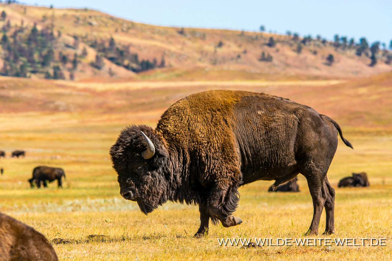Bisons-Custer-State-Park-South-Dakota-42 Bison / Buffalo [South Dakota / Wyoming]