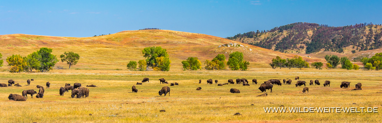 Bisons-Custer-State-Park-South-Dakota-42 Bison / Buffalo [South Dakota / Wyoming]
