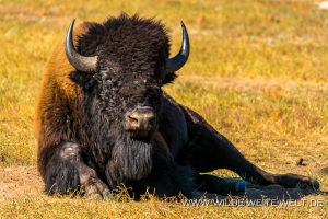 Bisons-Custer-State-Park-South-Dakota-42-300x200 Bisons