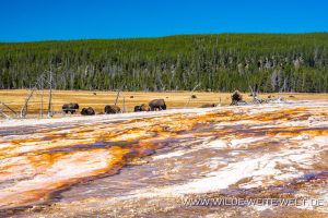 Bisons-at-Mound-Spring-Sentinel-Meadows-Yellowstone-National-Park-Wyoming-16-300x200 Bisons at Mound Spring
