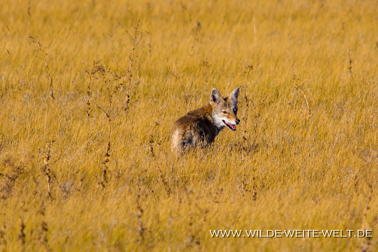 Coyote-Badlands-National-Park-South-Dakota-5 Coyote [South Dakota / Wyoming]