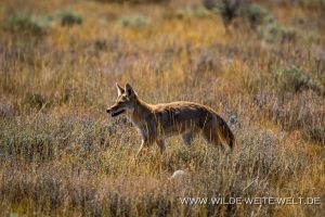 Coyote-River-Road-Grand-Teton-National-Park-Wyoming-6-300x200 Coyote