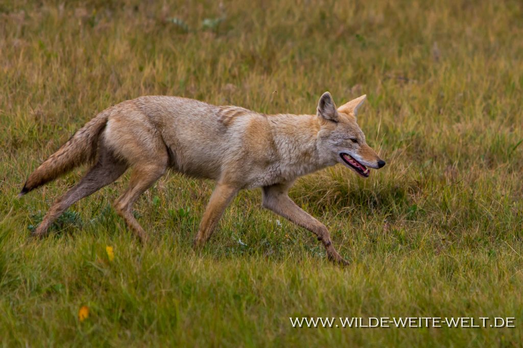 Coyote [South Dakota / Wyoming] www.wildeweitewelt.de