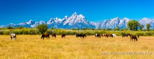 Horses-and-Teton-Range-Elk-Ranch-Flats-Grand-Teton-National-Park-Wyoming-5-300x116 Horses and Teton Range