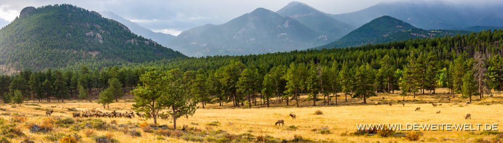 wapitis-elk-im-rocky-mountain-national-park-colorado-www-wilde