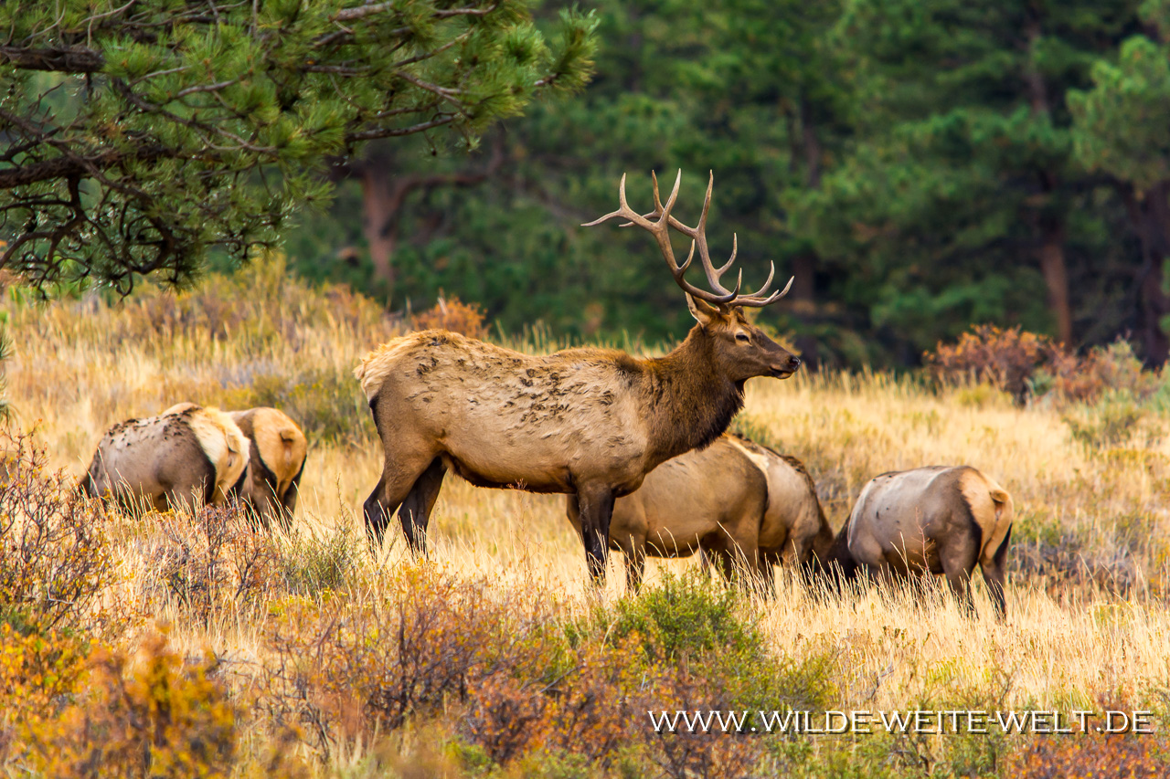 Wapitis-Beaver-Meadows-Rocky-Mountain-National-Park-Wyoming-25-1 Wapitis / Elk im Rocky Mountain National Park [Colorado]