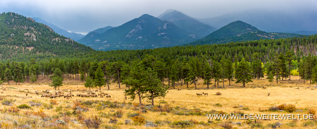 Wapitis-Beaver-Meadows-Rocky-Mountain-National-Park-Wyoming-25-1 Wapitis / Elk im Rocky Mountain National Park [Colorado]