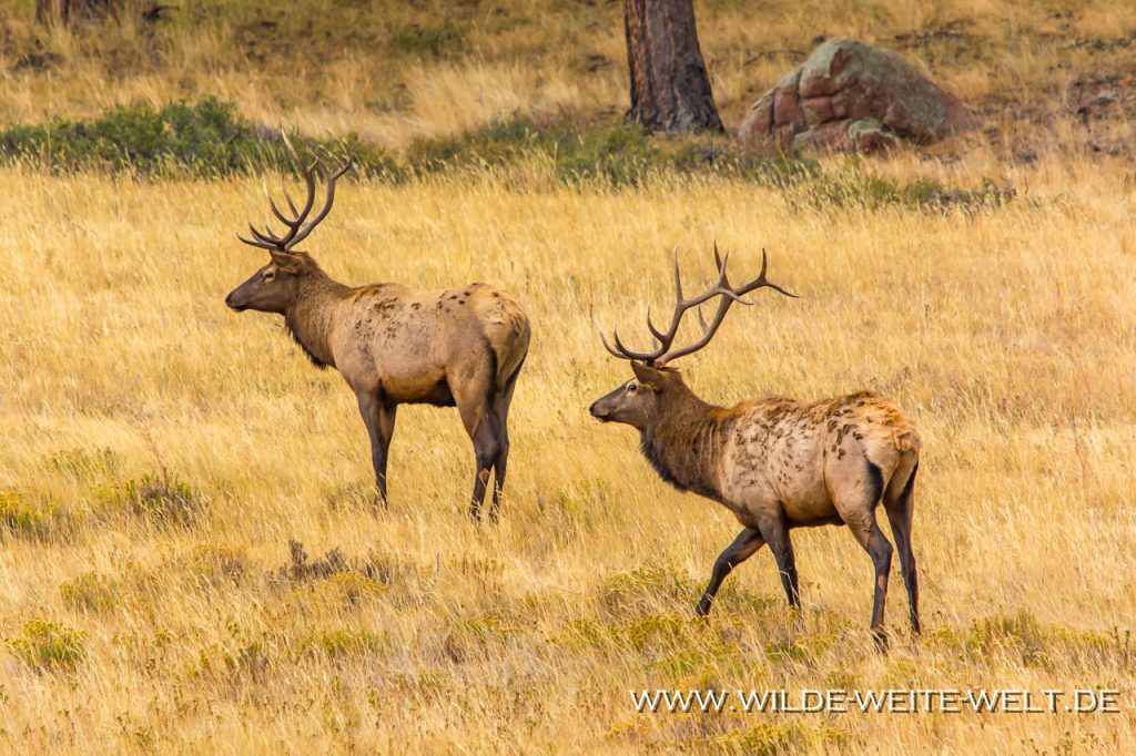 wapitis-elk-im-rocky-mountain-national-park-colorado-www-wilde