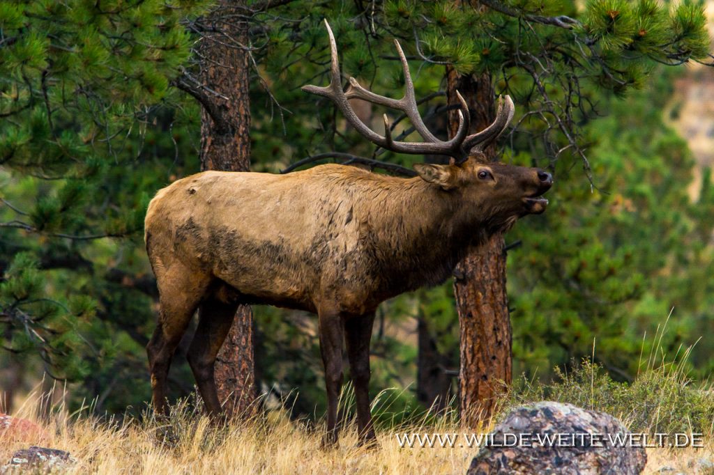 wapitis-elk-im-rocky-mountain-national-park-colorado-www-wilde