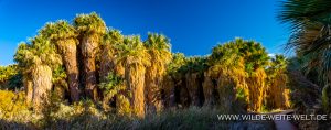1000-Palms-Grove-Coachella-Valley-Preserve-Palm-Springs-California-13-300x118 1000 Palms Grove