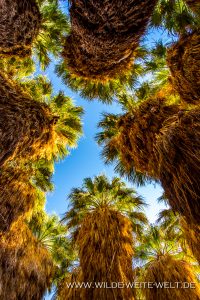 1000-Palms-Grove-Coachella-Valley-Preserve-Palm-Springs-California-5-200x300 1000 Palms Grove