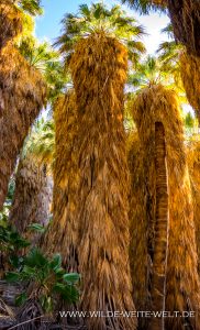 1000-Palms-Grove-Coachella-Valley-Preserve-Palm-Springs-California-8-182x300 1000 Palms Grove