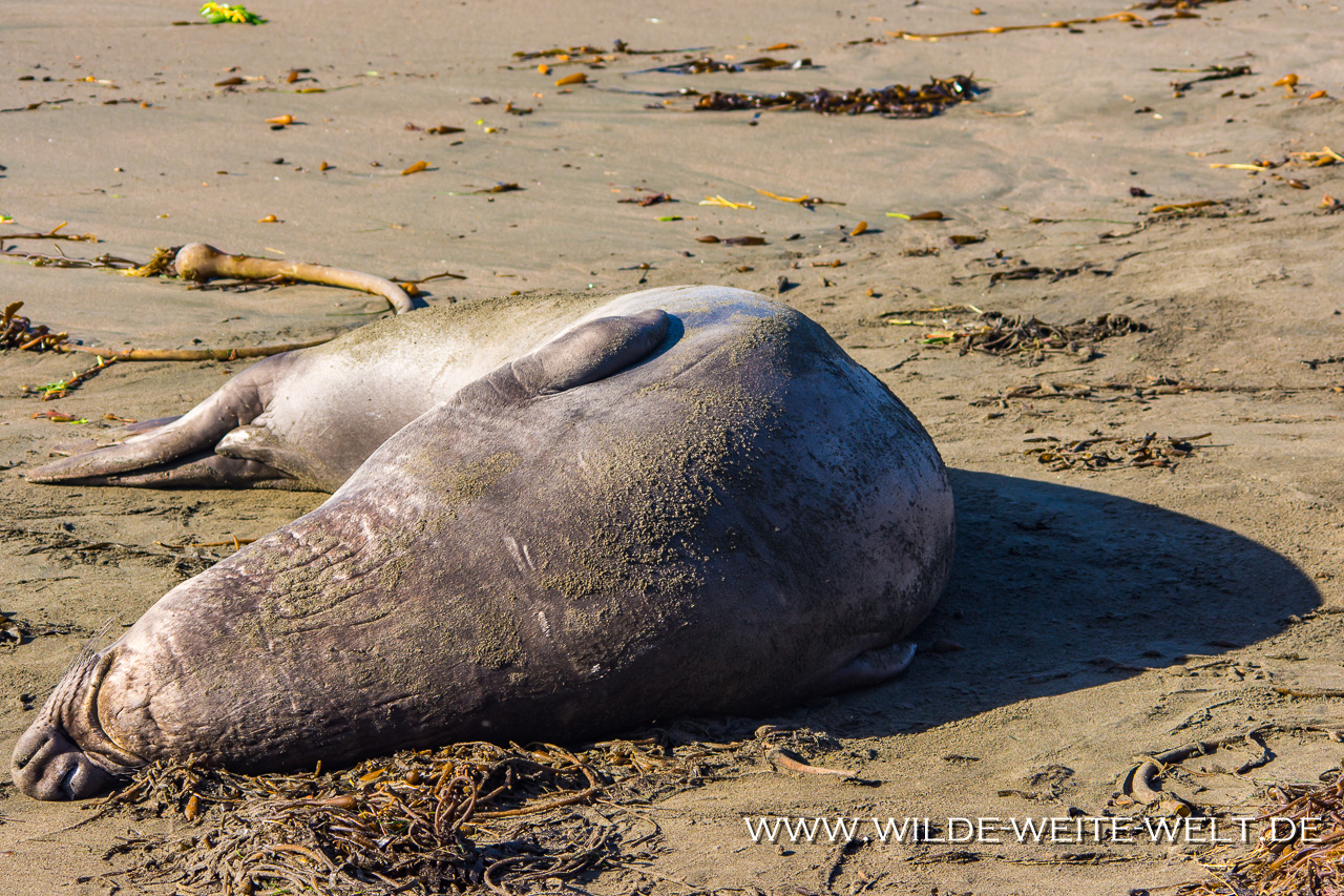 Sea-Elephant-Pup-Hwy-1-San-Simeon-California-19 See-Elefanten / Elephant Seals [San Simeon, California]