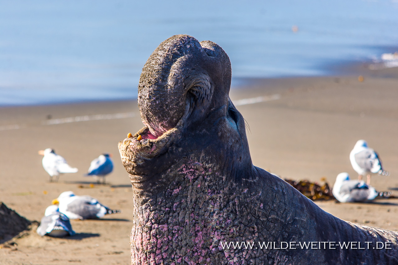 Sea-Elephant-Pup-Hwy-1-San-Simeon-California-19 See-Elefanten / Elephant Seals [San Simeon, California]