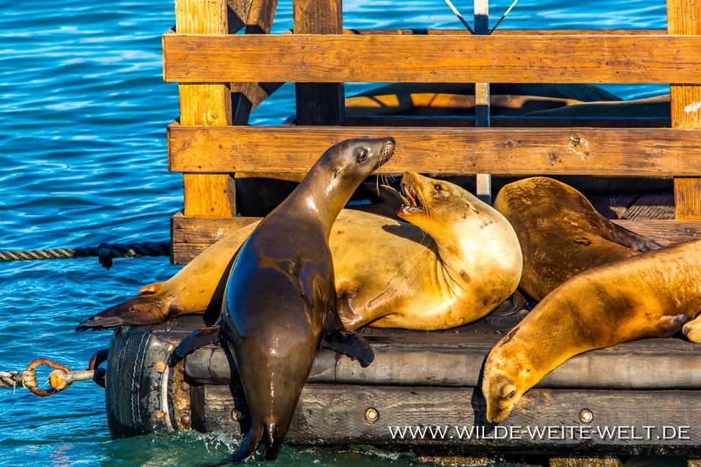 Seelöwen/ Sea Lions [Morro Bay / Avila Beach, California] www.wilde