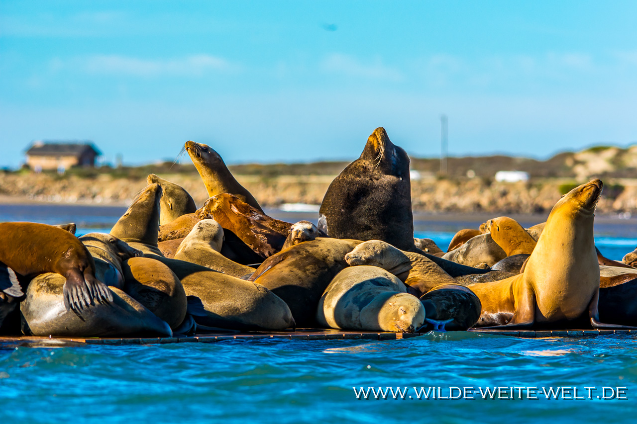 Sea-Lions-Harford-Pier-Avila-Beach-California-18 Seelöwen/ Sea Lions [Morro Bay / Avila Beach, California]