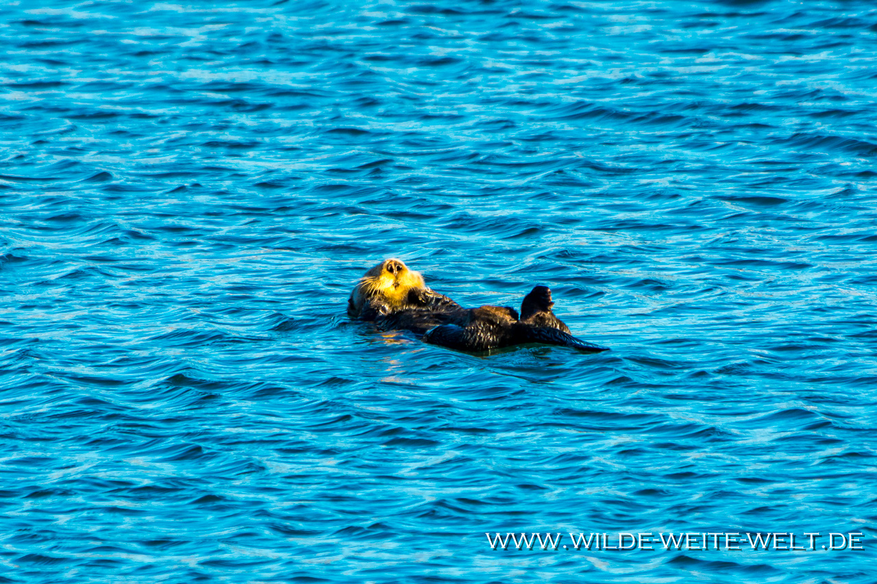 Sea-Otter-Morro-Bay-California-83 See-Otter / Sea Otter [Morro Bay, California]