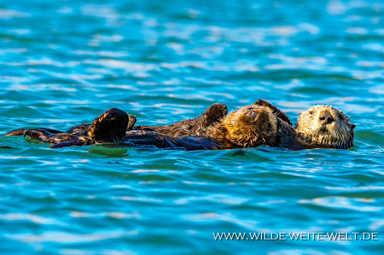 Sea-Otter-Morro-Bay-California-83 See-Otter / Sea Otter [Morro Bay, California]