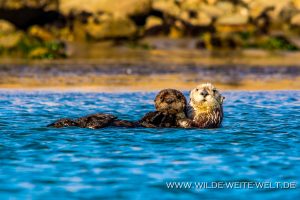 Sea-Otter-Morro-Bay-California-86-300x200 Sea Otter