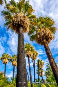 Willis-Palm-Oasis-Coachella-Valley-Preserve-Palm-Springs-California-11-200x300 Willis Palm Oasis