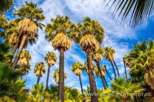 Willis-Palm-Oasis-Coachella-Valley-Preserve-Palm-Springs-California-12-300x200 Willis Palm Oasis