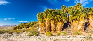 Willis-Palm-Oasis-Coachella-Valley-Preserve-Palm-Springs-California-2-300x133 Willis Palm Oasis