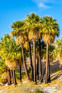 Willis-Palm-Oasis-Coachella-Valley-Preserve-Palm-Springs-California-4-200x300 Willis Palm Oasis