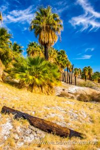 Willis-Palm-Oasis-Coachella-Valley-Preserve-Palm-Springs-California-7-200x300 Willis Palm Oasis