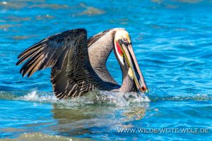 Brown-Pelican-Puntas-Lobos-Todos-Santos-Baja-California-Süd-10-300x200 Brown Pelican