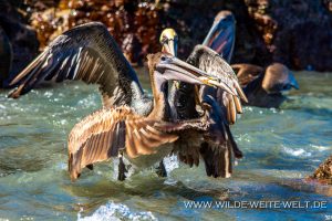 Brown-Pelican-Puntas-Lobos-Todos-Santos-Baja-California-Süd-4-300x200 Brown Pelican
