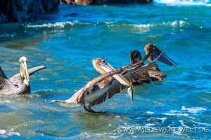 Brown-Pelican-Puntas-Lobos-Todos-Santos-Baja-California-Süd-6-300x200 Brown Pelican