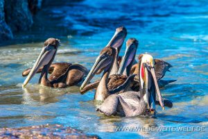 Brown-Pelican-Puntas-Lobos-Todos-Santos-Baja-California-Süd-9-300x200 Brown Pelican