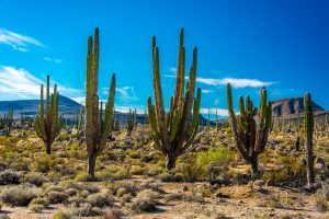Cardon-and-Cirio-Desert-Mex-1-Baja-California-Nord-10-300x200 Cardon and Cirio Desert