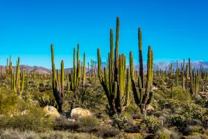 Cardon-and-Cirio-Desert-Mex-1-Baja-California-Nord-20-300x200 Cardon and Cirio Desert