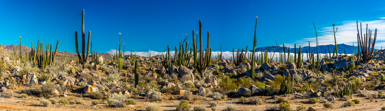 Flowering-Desert-Mex-5-Baja-California-Nord-4 Cirio, Cardon & Co.: Die Flora auf der Baja California Norte entlang Mex # 5 und Mex # 1 [Mexico]