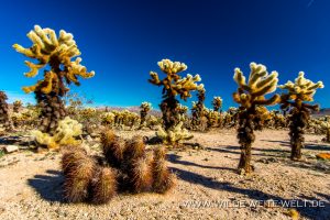 Cholla-Cactus-Garden-Joshua-Tree-National-Park-California-45-300x200 Cholla Cactus Garden