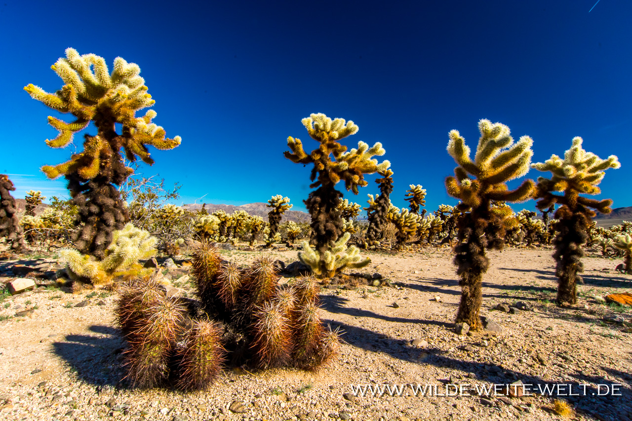 Cholla-Cactus-Garden-Joshua-Tree-National-Park-California-26 Jumping Chollas: Kuschelige Kakteen / Cylindropuntia [California]