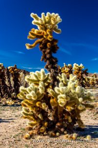 Cholla-Cactus-Garden-Joshua-Tree-National-Park-California-47-200x300 Cholla Cactus Garden