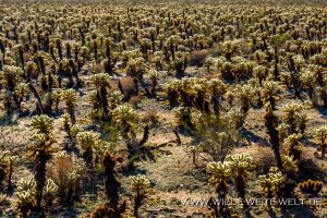 Cholla-Cactus-Warning-Joshua-Tree-National-Park-California-10-300x200 Cholla Cactus Warning