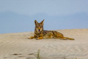 Coyote-Guerrero-Negro-Sand-Dunes-Baha-California-Nord-10-300x200 Coyote
