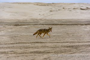 Coyote-Guerrero-Negro-Sand-Dunes-Baha-California-Nord-6-300x200 Coyote