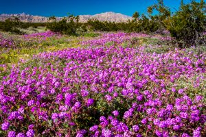 Desert-Flower-Mex-5-Baja-California-Nord-9-300x200 Desert Flower