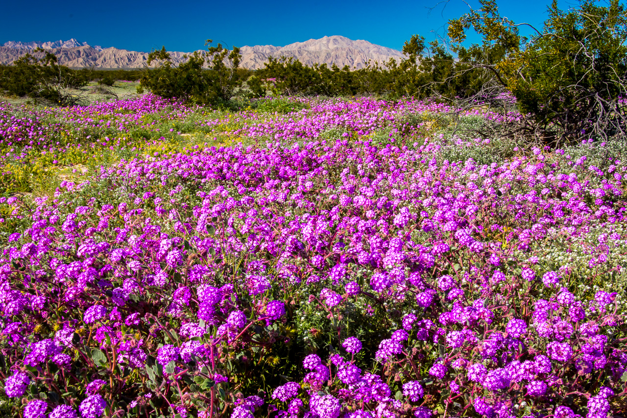 Flowering-Desert-Mex-5-Baja-California-Nord-4 Cirio, Cardon & Co.: Die Flora auf der Baja California Norte entlang Mex # 5 und Mex # 1 [Mexico]