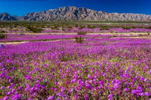 Desert-Flower-San-Felipe-Baja-California-Nord-2-300x200 Desert Flower