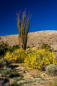Desert-Flower-and-Ocotillo-Anza-Borrego-Desert-State-Park-California-3-200x300 Desert Flower and Ocotillo
