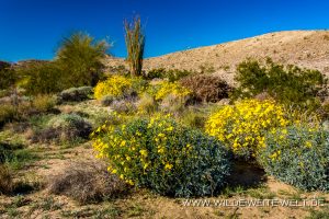 Desert-Flower-and-Ocotillo-Anza-Borrego-Desert-State-Park-California-5-300x200 Desert Flower and Ocotillo